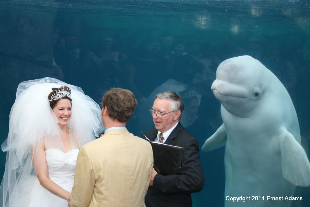 Juno, the Beluga whale at Mystic Aquarium, witnesses for a wedding.